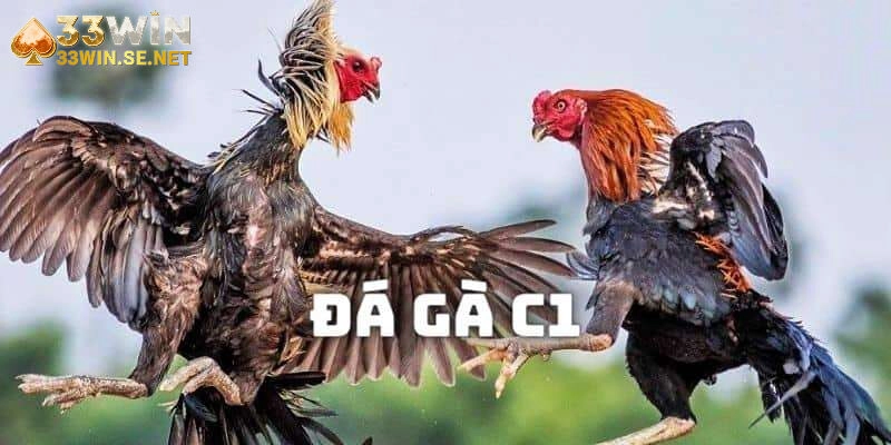 Đá Gà C1 33WIN – Giải Đấu Với Những Màn So Tài Nảy Lửa