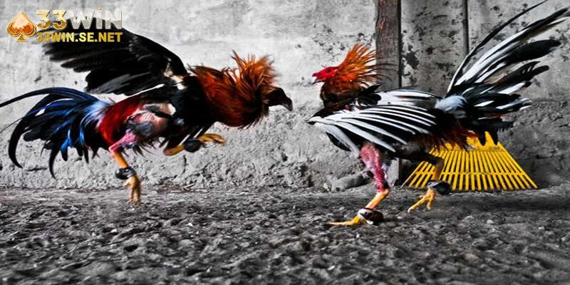 Đá Gà C2 33WIN – Không Gian Giải Trí Sôi Động Cho Mọi Kê Thủ