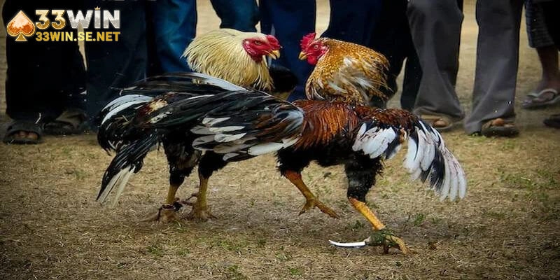 Đá Gà Cựa Dao – Mãn Nhãn Với Những Trận Chiến Đỉnh Cao