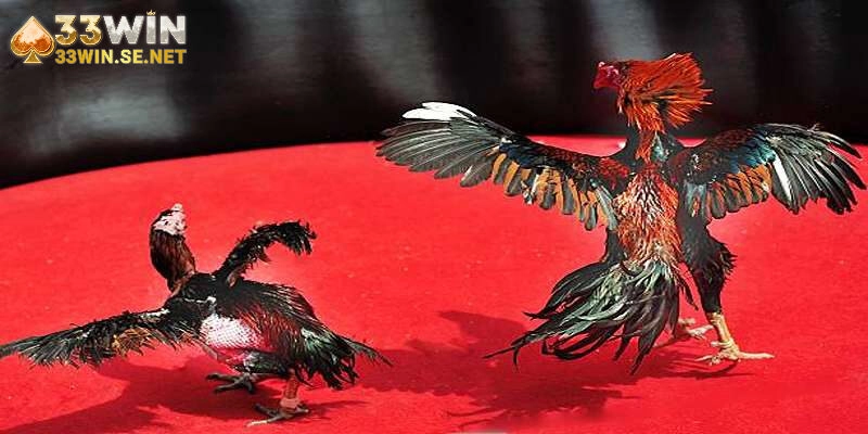 Bí Quyết Thắng Lợi Trong Đá Gà Tre Với Tuyệt Chiêu Bất Bại