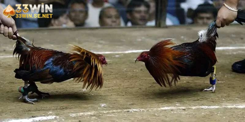 Trực Tiếp Đá Gà Cực Nét – Nơi Hội Tụ Tinh Hoa Kê Chiến